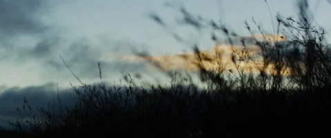 Silhouette of grass waving in wind Stock Footage 68494474