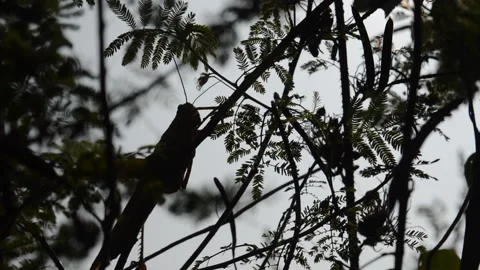 Silhouette: grasshopper Video stock 205361922