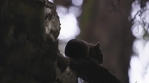 Silhouette of gray squirrel (Sciurus aestuans) on tree trunk Stock Footage 277299258
