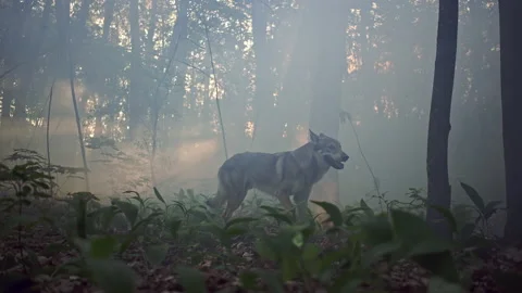 Silhouette of a gray wolf running and stopping in the woods. Stock Footage 155848091