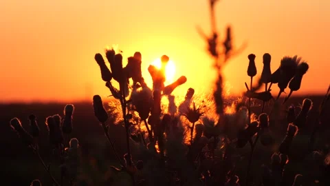 Silhouette of greater burdock against the backdrop of beautiful sunset Video stock 289548246