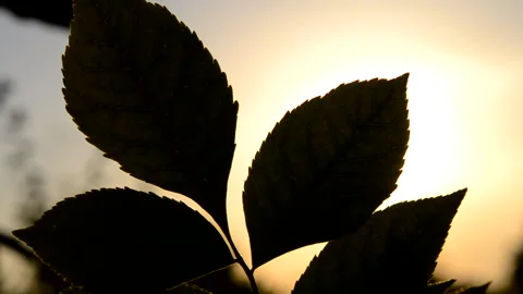 Silhouette of green leaf against background of sun during sunset dawn close-up Stock Footage 249387322