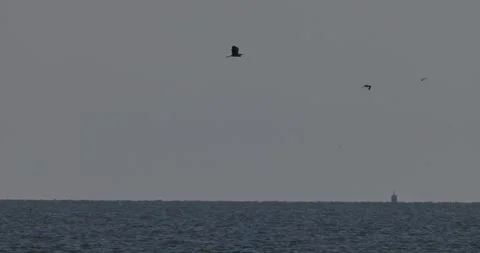 Silhouette of grey heron flying high over sea water Stock Footage 342711214