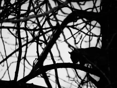 The silhouette of grey squirrel on tree. Black and white photo with high Stock Photos