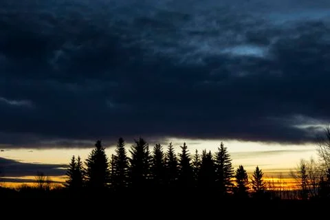 Silhouette of a group of evergreen trees with dramatic clouds and sky at sunrise Stock Photos