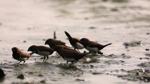 Silhouette a group of sparrows Vidéo 160961707