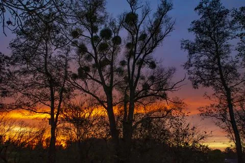 The silhouette of a group of trees in front of a dramatic sunset Stock Photos