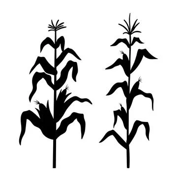 Silhouette of growing corn. Vector black illustration of vegetable harvest Stock Illustration