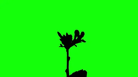 Silhouette Growing Plants Time Lapse on green background. 스톡 동영상 337602827