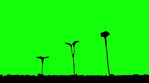 Silhouette Growing Plants Time Lapse on green background. Stock Footage 337602829