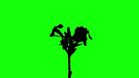 Silhouette Growing Plants Time Lapse on green background. Stock Footage 337602834