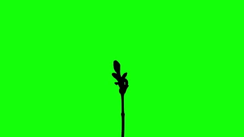 Silhouette Growing Plants Time Lapse on green background. Stock Footage 337602835