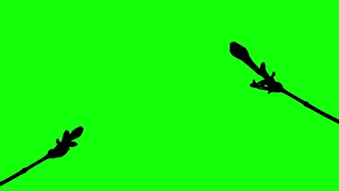 Silhouette Growing Plants Time Lapse on green background. Stock Footage 337602846