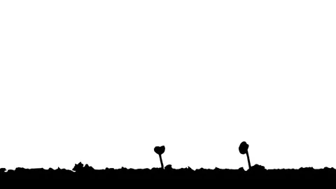 Silhouette Growing Plants Time Lapse on white background. Stock Footage 337602930