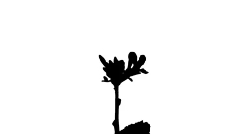 Silhouette Growing Plants Time Lapse on white background. Stock Footage 337602932