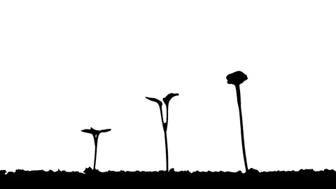 Silhouette Growing Plants Time Lapse on white background. Stock Footage 337602935