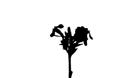 Silhouette Growing Plants Time Lapse on white background. 스톡 동영상 337602939