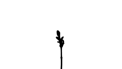 Silhouette Growing Plants Time Lapse on white background. Stock Footage 337602940