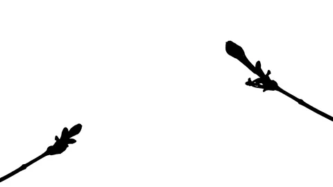 Silhouette Growing Plants Time Lapse on white background. 스톡 동영상 337602944