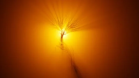 Silhouette of growing tree in a shape of a deer. Sun rays shining through the Stock Illustration