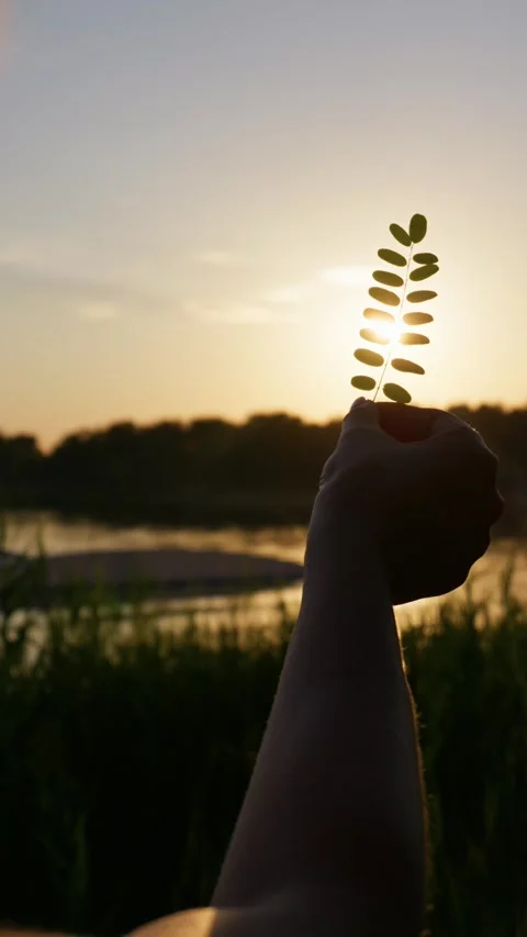 Silhouette Hand Holding Green Leaf Against Bright Sunset Over Lake Stock Footage 345421823
