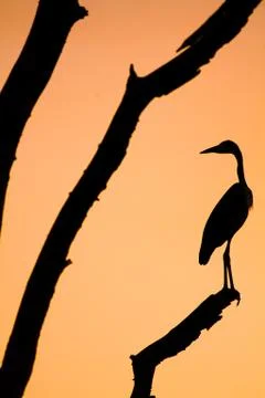 A silhouette of a heron Stock Photos