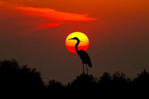 Silhouette of heron at red sunset Stock Illustration