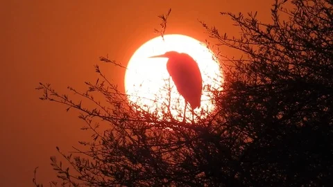 Silhouette of heron @ sunset Video stock 110731534