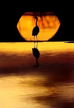 Silhouette of heron at sunset Stock Photos