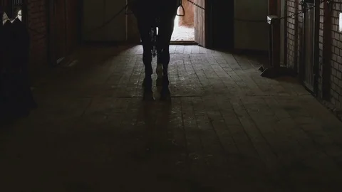 Silhouette of a horse in the paddock Stock Footage 73228107