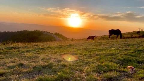 Silhouette of horses at sunset. Stockbeeldmateriaal 211441174