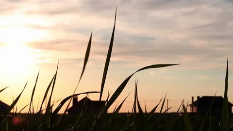 Silhouette of a house in the rays of the setting sun grass. Stock Footage 154611176