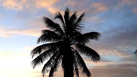 Silhouette of a huge palm tree during sunset. Holiday landscape. Stock Footage 222566994