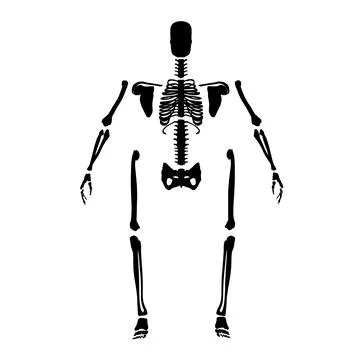 Silhouette of a human skeleton disassembled into bones isolated on a white Stock Illustration