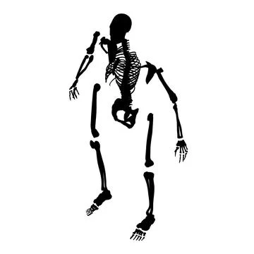 Silhouette of a human skeleton disassembled into bones isolated on a white Stock Illustration