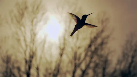Silhouette of A Hummingbird Hovering While Getting Ready to Feed at Feeder. 4K. Vídeos de archivo 275004134