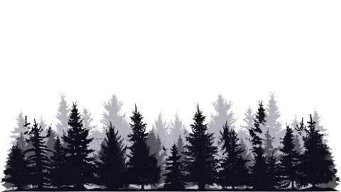 A silhouette illustration of pine tree forest in black and gray Stock-Footage 341924087