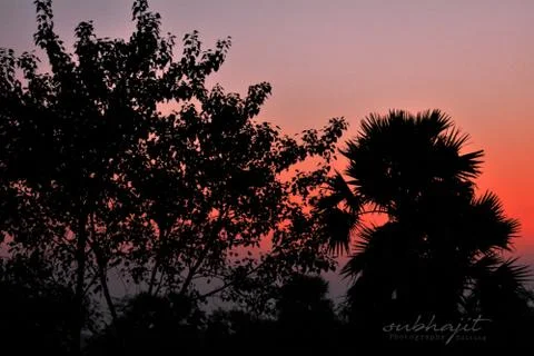 Silhouette image of trees in the foreground with reddish sky during sunset Stock Photos