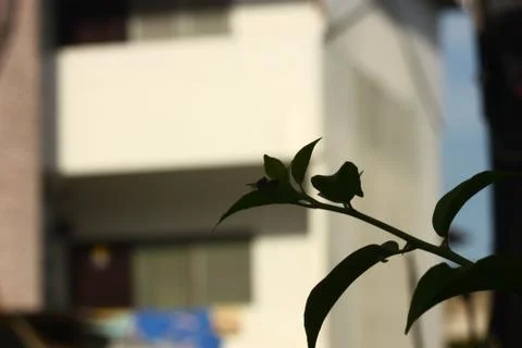 Silhouette of insect on the leaf Stock Photos