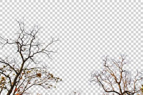 Silhouette isolated tree dry branches with white background. Stock Photos