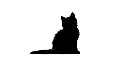 Silhouette kitten fluffy sitting on the white background. Stock Footage 335940301