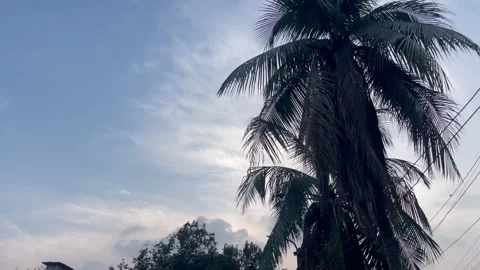 Silhouette of a Large Coconut Palm Tree Against a Twilight Sky Stock-Footage 345979961
