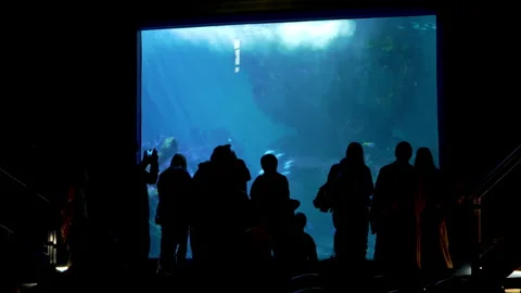 Silhouette of a large group of people watching marine life Stock Footage 304885229
