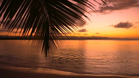 Silhouette of a large palm leaf over a sandy beach. Stock Footage 169221215