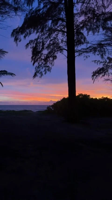 Silhouette of Large Pine Tree Against Sunset Sky Video stock 342267025