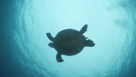 A silhouette of a large sea turtle as it swims towards the blue ocean Stock Footage 169883467