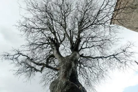 Silhouette of a large spreading tree with bare branches against a gray sky Stock Photos