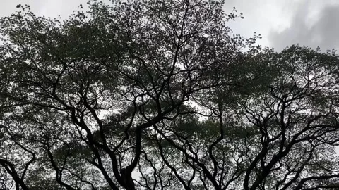 Silhouette of large tree branches with dense canopy Stock Footage 314708632