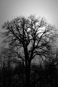 Silhouette of large tree Stock Photos