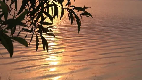 Silhouette leaf with blur waves background Stock Footage 171412562